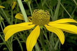 rudbeckia laciniata thumbnail graphic